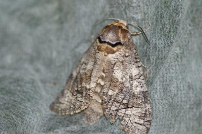 <i>Cossus cossus</i>