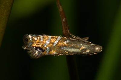 <i>Glyphipterix thrasonella</i>