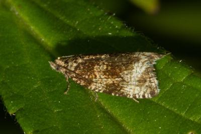<i>Celypha lacunana</i>