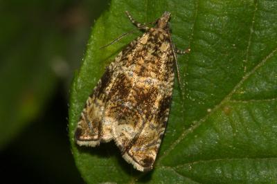 <i>Celypha lacunana</i>