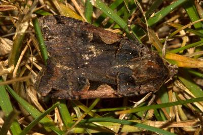 <i>Xestia c-nigrum</i>