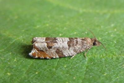 <i>Ancylis achatana</i>