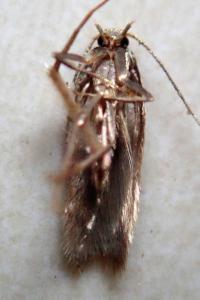 <i>Borkhausenia nefrax</i>