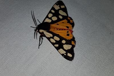 <i>Arctia villica</i>