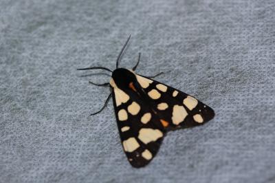 <i>Arctia villica</i>