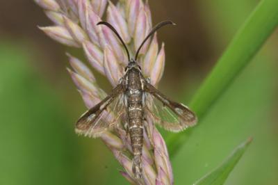 <i>Pyropteron meriaeforme</i>