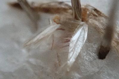 <i>Borkhausenia nefrax</i>