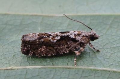 <i>Zeiraphera isertana</i>