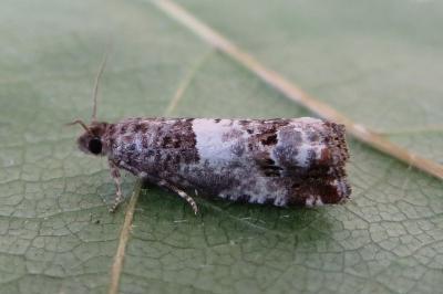 <i>Notocelia trimaculana</i>