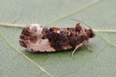 <i>Hedya nubiferana</i>