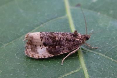 <i>Hedya ochroleucana</i>