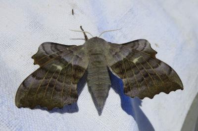 <i>Laothoe populi</i>
