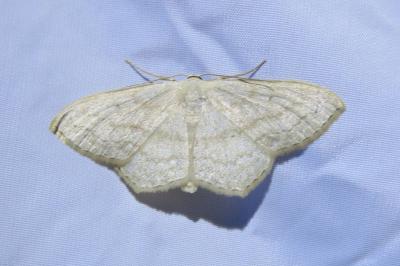 <i>Scopula nigropunctata</i>