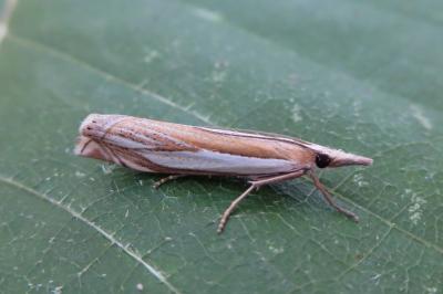 <i>Crambus pascuella</i>