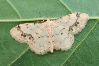 <i>Idaea trigeminata</i>