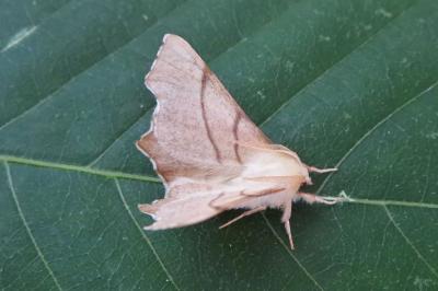<i>Ennomos erosaria</i>