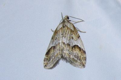 <i>Chesias rufata</i>
