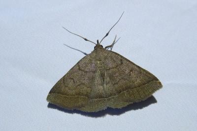 <i>Zanclognatha lunalis</i>