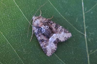 <i>Oligia strigilis</i>
