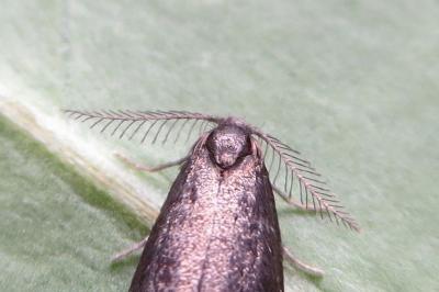 <i>Psyche casta</i>