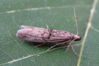 <i>Nephopterix angustella</i>