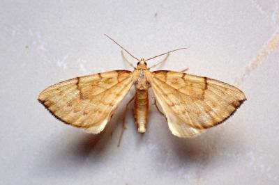 <i>Gandaritis pyraliata</i>