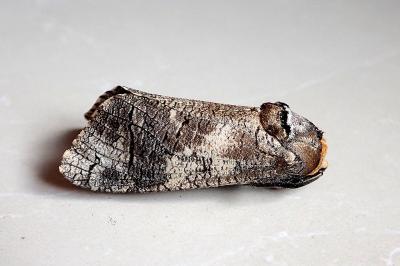 <i>Cossus cossus</i>