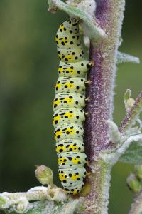 <i>Cucullia verbasci</i>