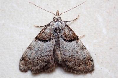 <i>Nola cucullatella</i>