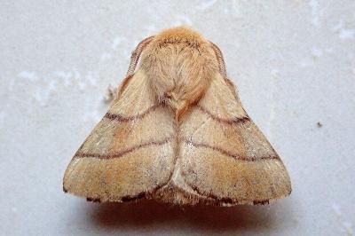 <i>Malacosoma neustria</i>
