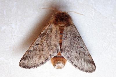 <i>Thaumetopoea pityocampa</i>