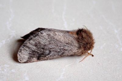 <i>Thaumetopoea pityocampa</i>