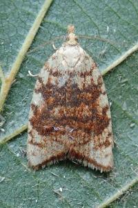 <i>Aleimma loeflingiana</i>