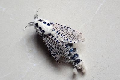 <i>Zeuzera pyrina</i>