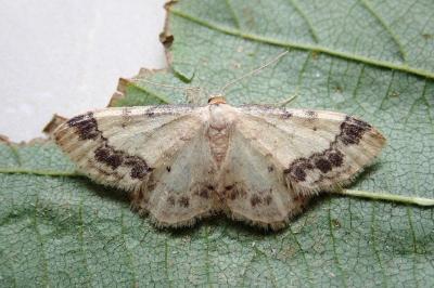 <i>Idaea trigeminata</i>