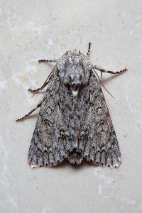 <i>Acronicta aceris</i>