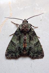 <i>Polyphaenis sericata</i>