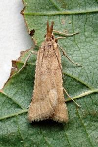 <i>Synaphe punctalis</i>