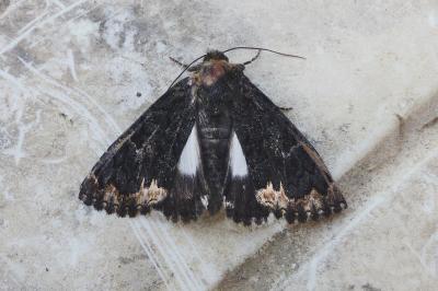 <i>Catephia alchymista</i>