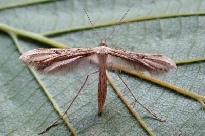 <i>Emmelina argoteles/monodactyla</i>