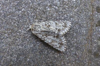 <i>Acronicta aceris</i>