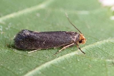<i>Cephimallota crassiflavella</i>