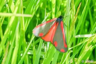 <i>Tyria jacobaeae</i>
