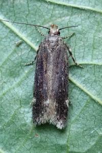 <i>Aroga velocella</i>