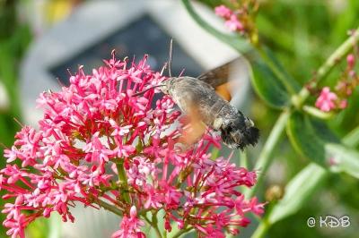 <i>Macroglossum stellatarum</i>
