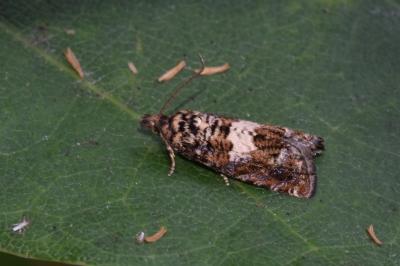 <i>Epiblema costipunctana</i>