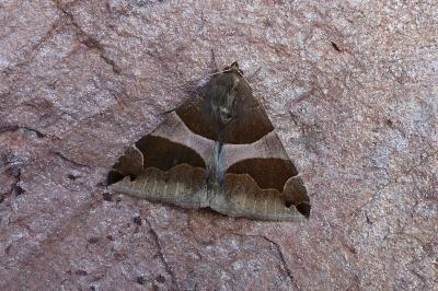 <i>Dysgonia algira</i>