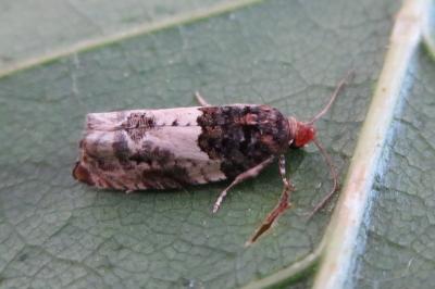 <i>Gypsonoma dealbana</i>