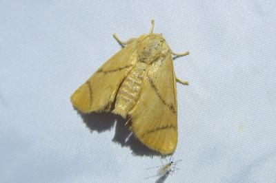 <i>Apoda limacodes</i>