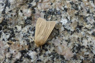 <i>Mythimna pallens</i>